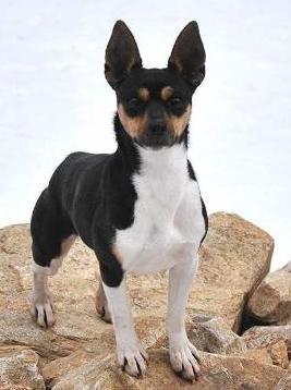 K2s Told Ya So | Rat Terrier 