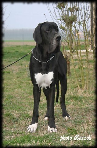 Victor-N del Castello delle Rocche | Great Dane 
