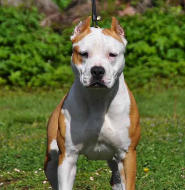 Lady Long Step | American Staffordshire Terrier 