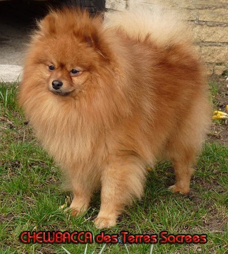 Chewbacca des Terres Sacrees | German Spitz 