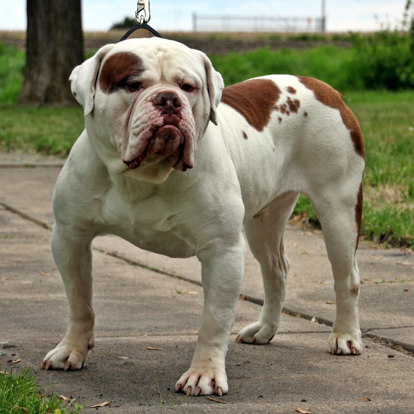 Olde English Bulldogge