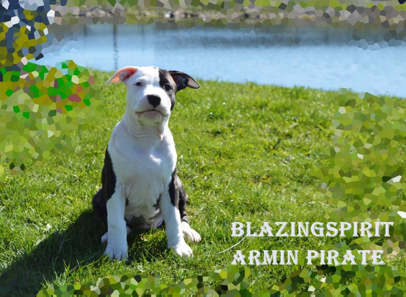 Blazingspirit Armin Pirate | American Staffordshire Terrier 