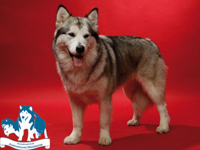 Runa | Alaskan Malamute 