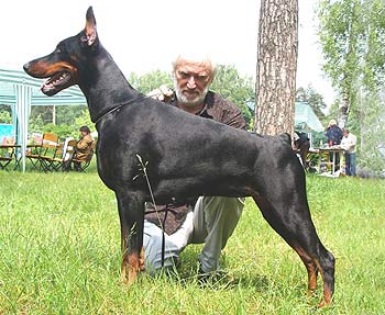 Lemira iz Zoosfery | Black Doberman Pinscher