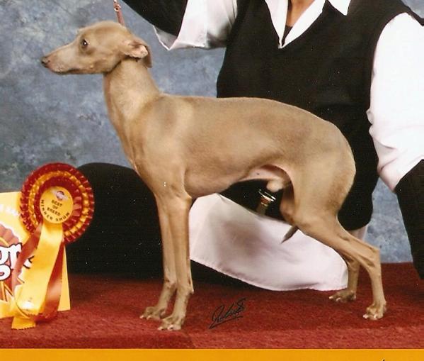 Dynastie-Durrani's Yehudiblue | Italian Greyhound 