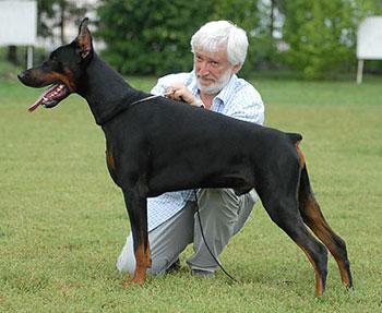 Lokis iz Zoosfery | Black Doberman Pinscher