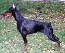 Lekketa iz Zoosfery | Black Doberman Pinscher