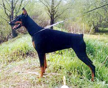 Naomy iz Zoosfery | Black Doberman Pinscher