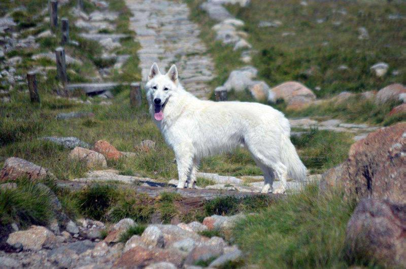 Nix Toruk Makto P'tits loups d'amour | White Swiss Shepherd Dog 