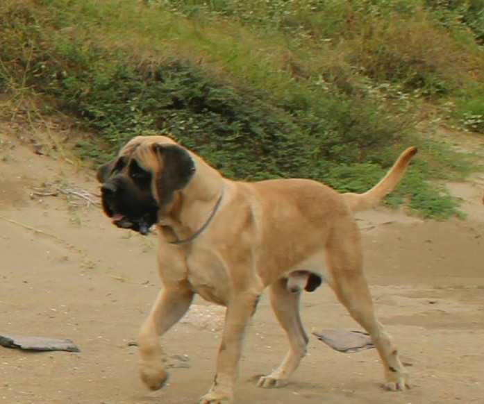 GUNNER FREE LIKE THE WIND | Mastiff 