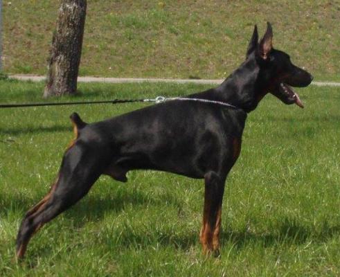 Ziger iz Zoosfery | Black Doberman Pinscher