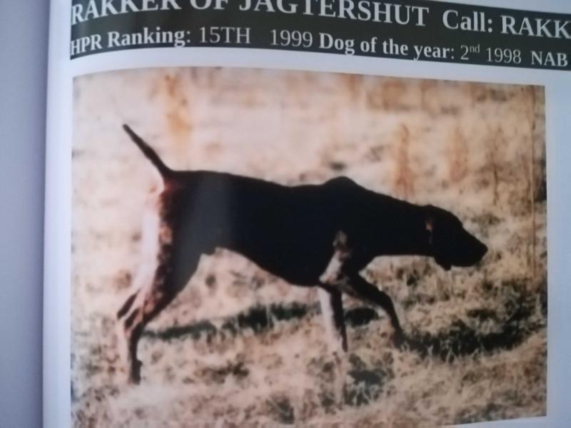 RAKKER OF JAGTERSHUT | German Shorthaired Pointer 