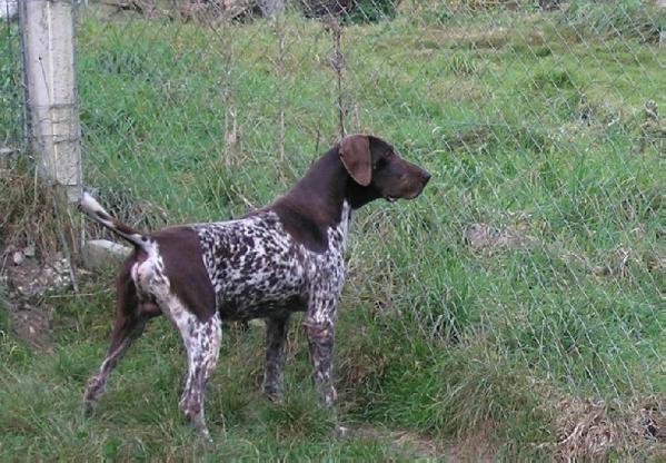 Pyros de la Haille au Loup | German Shorthaired Pointer 