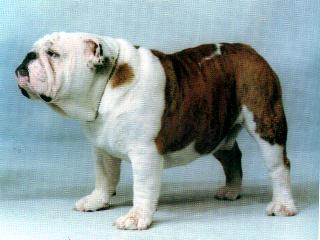 Millcoats Titus | Bulldog 