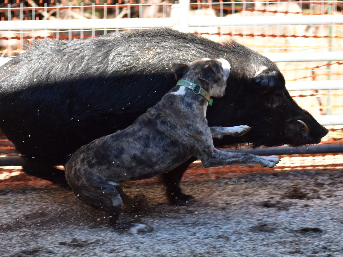 Windridge's Dirty Honey | Catahoula Leopard Dog 