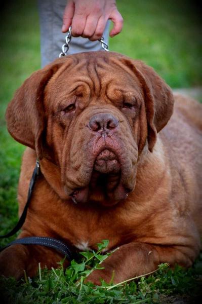 Amethyst Dragon | Dogue de Bordeaux 