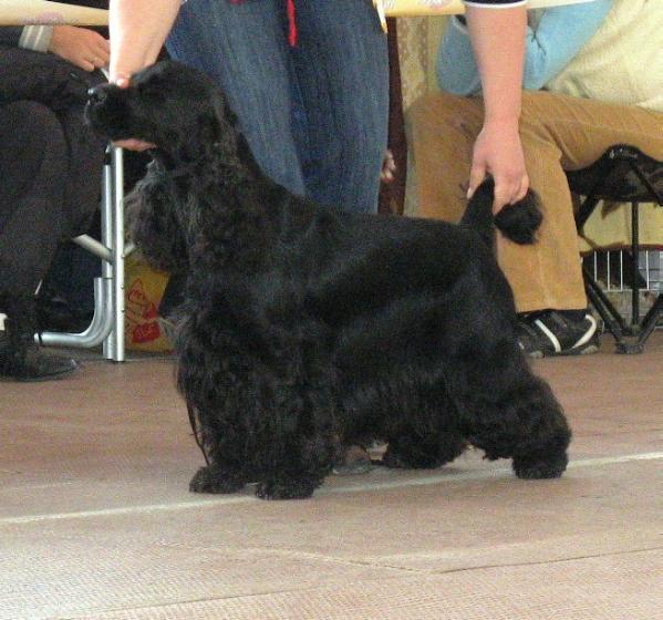 Idalgo Cheniy Apelsin | English Cocker Spaniel 