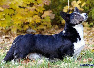 Big-Wood's Do Controversia | Cardigan Welsh Corgi 