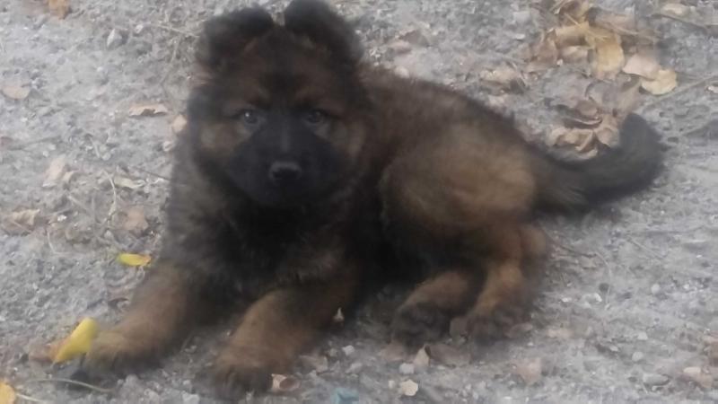 SMOKEY VALDIVIA | German Shepherd Dog 