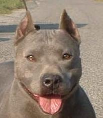 tania du domaine des alunts | American Staffordshire Terrier 