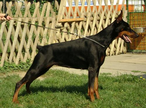 Jessica Flashived | Black Doberman Pinscher