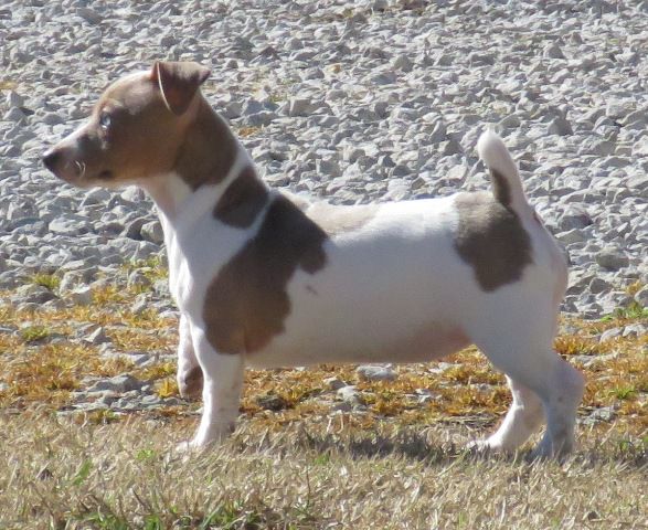 Aspen's Coat Of Many Colors | Teddy Roosevelt Terrier 