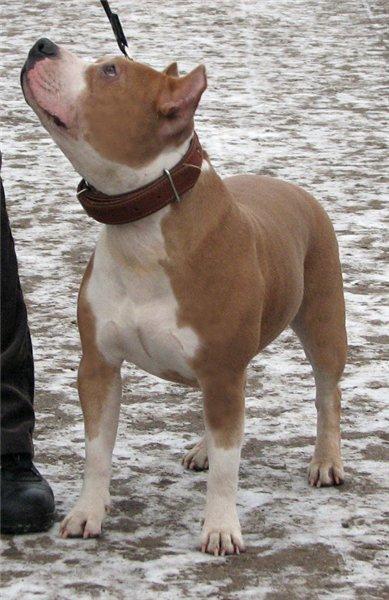 Rus Neva-Da Sonya | American Staffordshire Terrier 