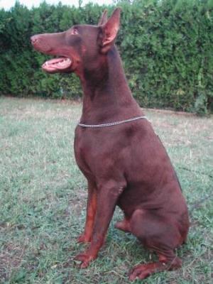 Palau de Plegamans | Brown Doberman Pinscher