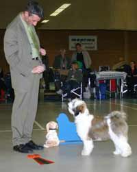 TINTAVON TOSCA | Tibetan Terrier 