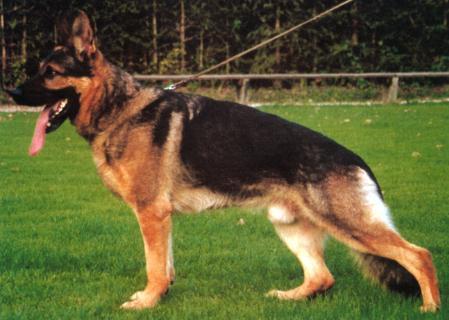 Argus vom Hause Santiages | German Shepherd Dog 