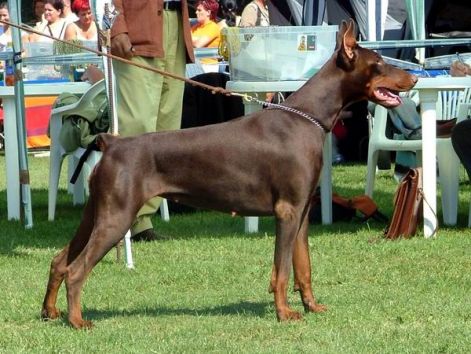 Köd-Hegy Bianka | Brown Doberman Pinscher