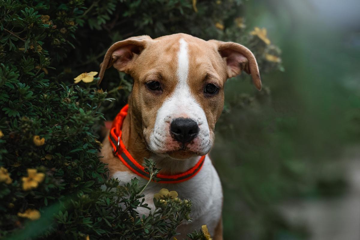 IMPERIAL GIGANT GOOD GIRL | American Staffordshire Terrier 