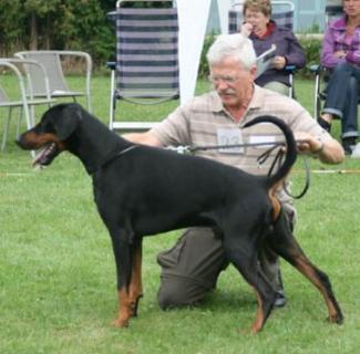 Gitan Les Deux Peupliers | Black Doberman Pinscher