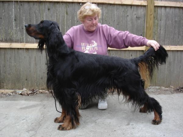 Sassenach Roads Scholar | Gordon Setter 