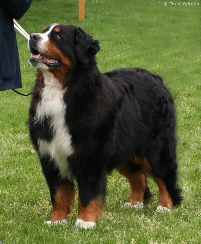 Sennenhof Xander | Bernese Mountain Dog 