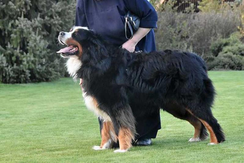 AZUL z Mazurskiej Zagrody | Bernese Mountain Dog 