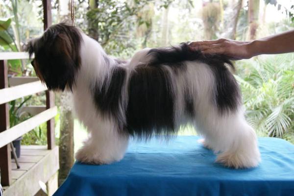 Amora of Lindkvist | Lhasa Apso 