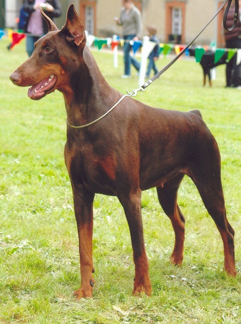 Zaïda du Bois de Lindthout | Brown Doberman Pinscher