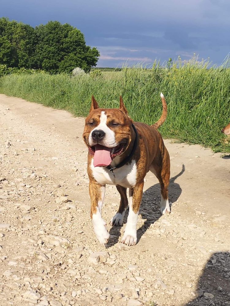 Robustaff Brindle Shane | American Staffordshire Terrier 