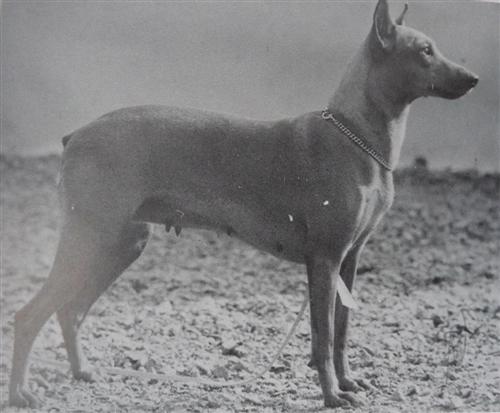 CORA vom Haingraben | German Pinscher 