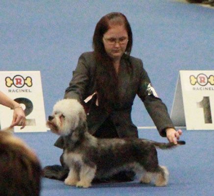 King's Mtn Playboy | Dandie Dinmont Terrier 