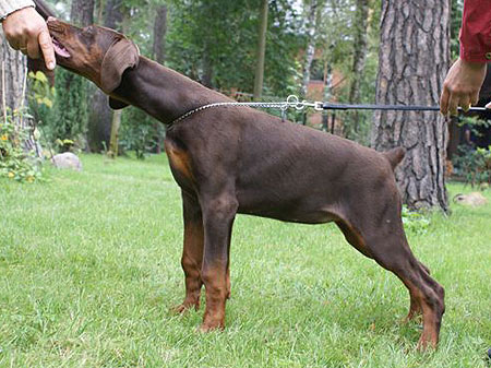 Sensacia iz Zoosfery | Brown Doberman Pinscher