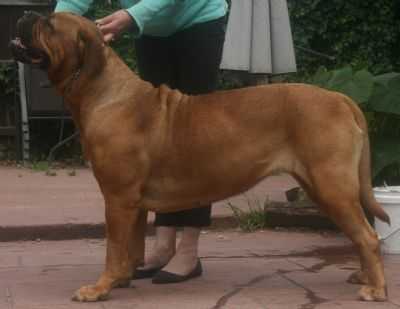 Durhamdogues Ebony | Dogue de Bordeaux 