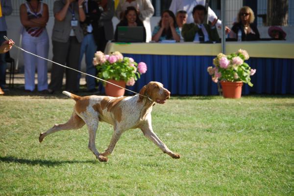 Omar del Tavuliddaro | Bracco Italiano 