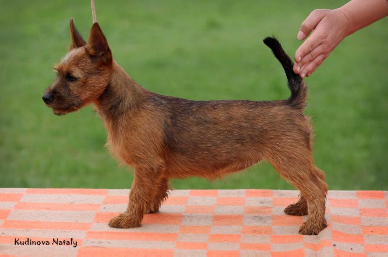 Maleficenta iz Zvezdnogo Grafstva | Australian Terrier 