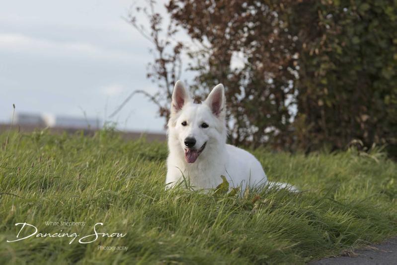 Farah Lupa Jonah's White Joy | White Swiss Shepherd Dog 