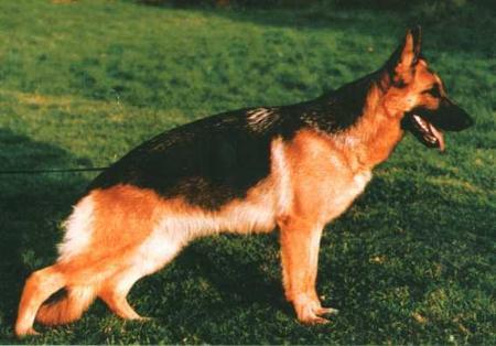 Pita von Bad-Boll | German Shepherd Dog 