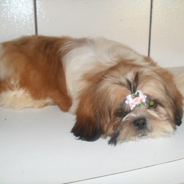 Cherry zara chacara'S dog | Shih Tzu 