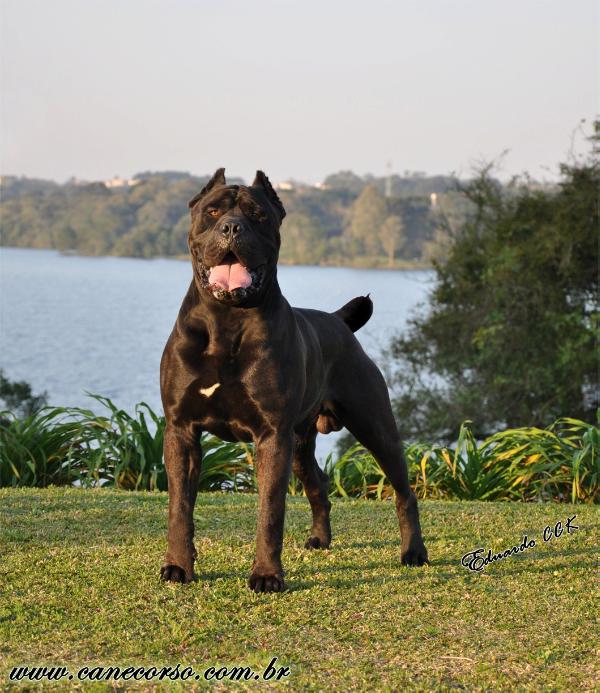 Buba dei martinotti | Cane Corso 