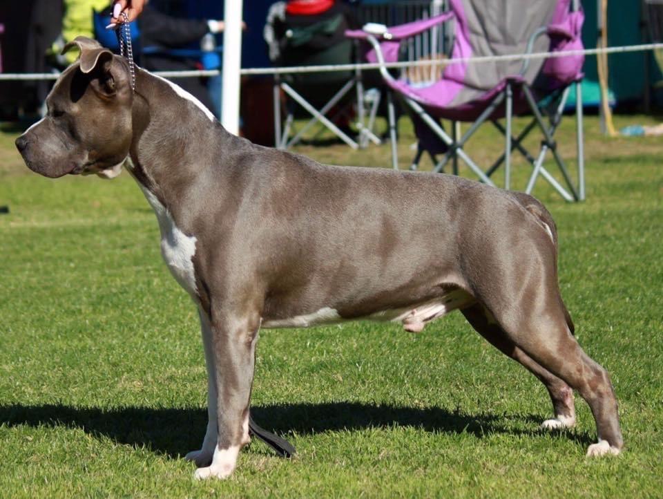 Newbelle ACDC | American Staffordshire Terrier 